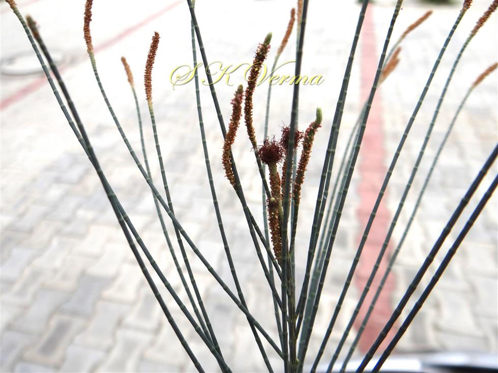  Branches bearing Male and Bisexual spikes